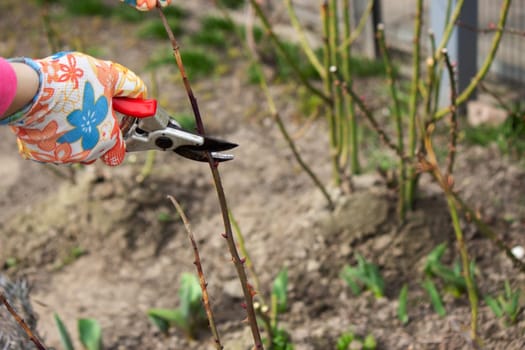 a farmer cuts dry branches of a rose bush. Selective focus
