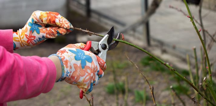 a farmer cuts dry branches of a rose bush. Selective focus
