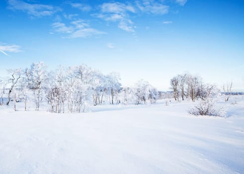 Beautiful High Fens, Belgium pictures