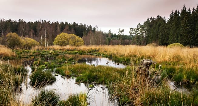 Beautiful High Fens, Belgium pictures