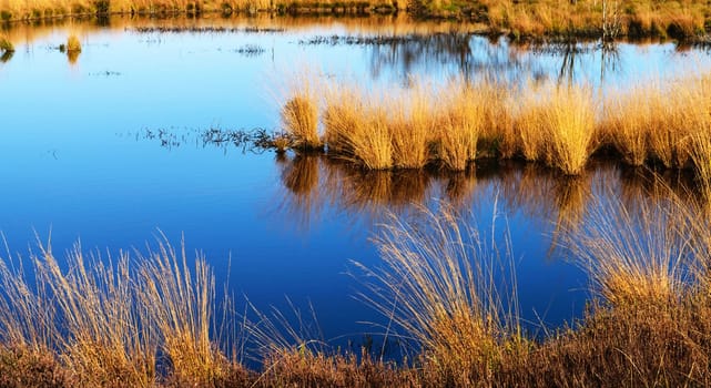 Beautiful High Fens, Belgium pictures