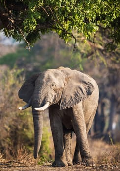 Magical Luangwa, Zambia wildlife pictures