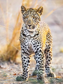 Magical Luangwa, Zambia wildlife pictures