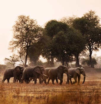 Magical Luangwa, Zambia wildlife pictures