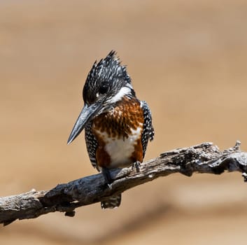 Magical Luangwa, Zambia wildlife pictures