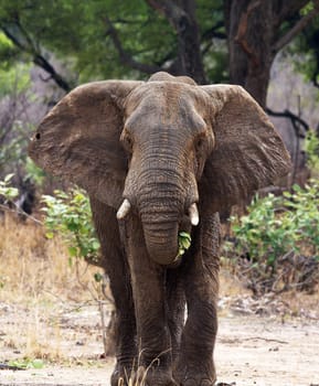 Creative Luangwa, Zambia wildlife pictures