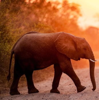 Creative Luangwa, Zambia wildlife pictures