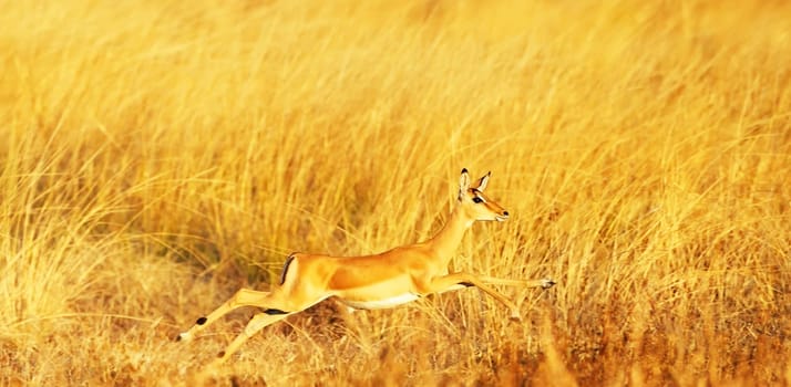 Creative Luangwa, Zambia wildlife pictures