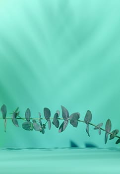 Green branch of eucalyptus on a green paper background. Scene for advertising and displaying products, cosmetics