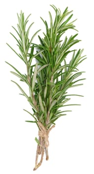 Fresh branches of rosemary with green leaves isolated on white background. Spice for meat, fish