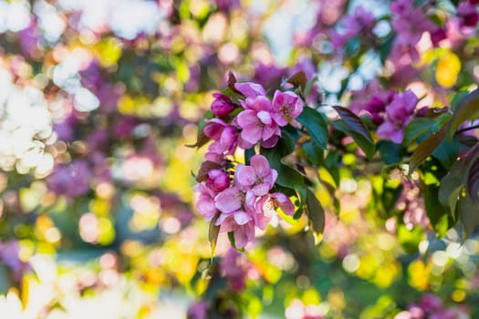 Spring blossom of a decorative apple tree, purple flowers on a green tree in the rays of the sunset.
