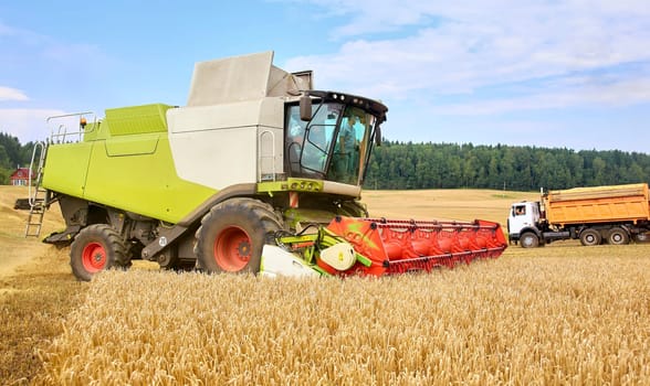 Combine to the mowing removes wheat on the field. Harvester removes the ripened wheat crop on the field