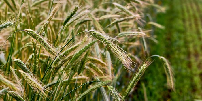 Green wheat field, young fresh ears of young green wheat on nature in spring summer field close-up of macro with free space for text .