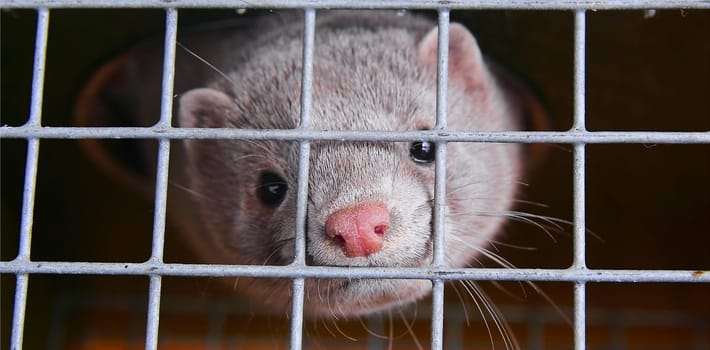 Fur farm. A gray mink in a cage looks through the bars.