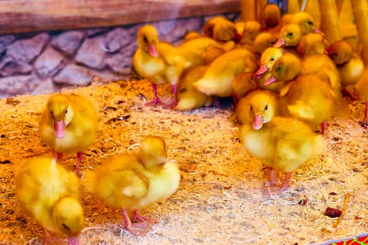 Yellow young ducklings in cage on the rural market. Little fluffy babies chicks. Poultry farm