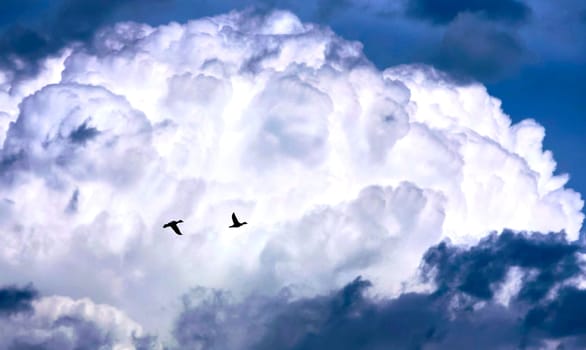 Two ducks fly against the background of clouds. Thunderous sky before the storm.