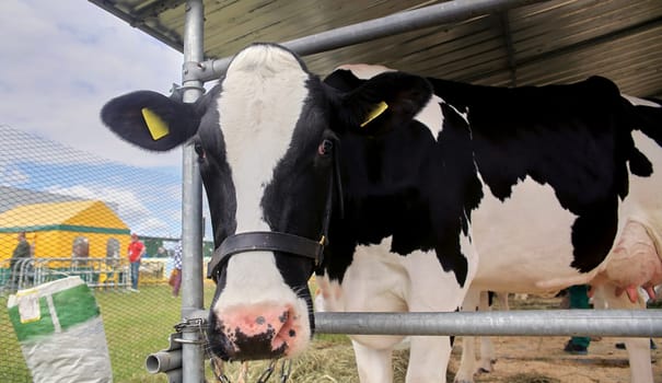 Holstein cows on the farm rest in open-air stalls while feeding.