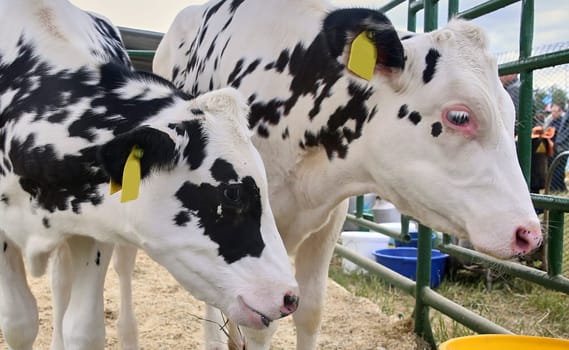 Calf on a dairy farm Pennsylvania Holstein cow Cute baby animal. Two calves.