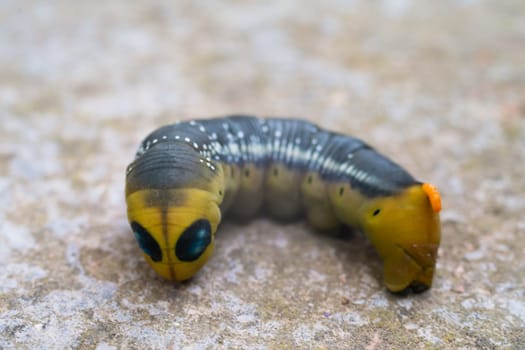 Oleander hawk moth caterpillar Daphnis nerii from European forests and woodlands