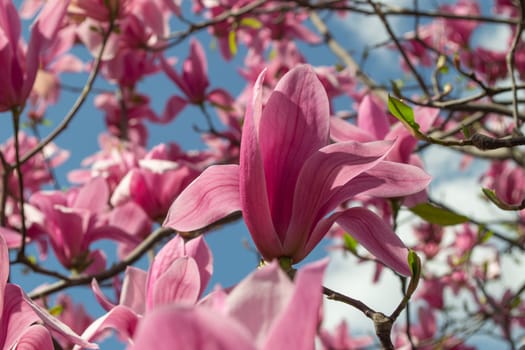 Gentle pink Magnolia soulangeana Flower on a twig blooming against clear blue sky at spring