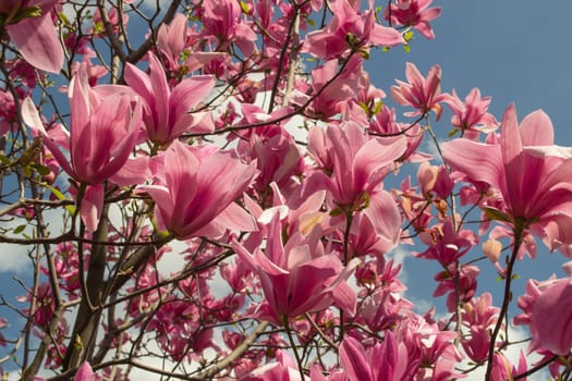 Gentle pink Magnolia soulangeana Flower on a twig blooming against clear blue sky at spring