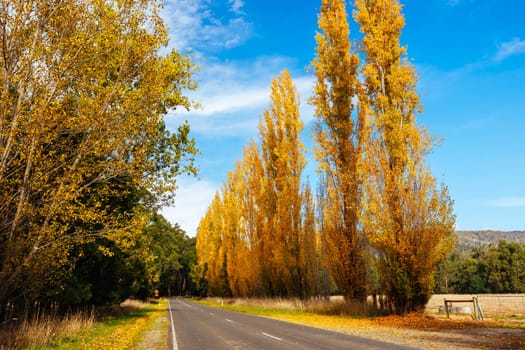 The iconic Gould Memorial Drive in autumn colours on the Buxton-Marysville Rd near the country town of Marysville in Victoria, Australia