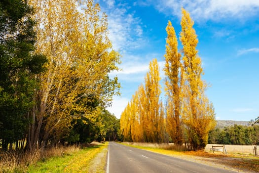The iconic Gould Memorial Drive in autumn colours on the Buxton-Marysville Rd near the country town of Marysville in Victoria, Australia