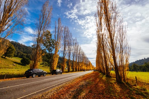 The iconic Gould Memorial Drive in autumn colours on the Buxton-Marysville Rd near the country town of Marysville in Victoria, Australia
