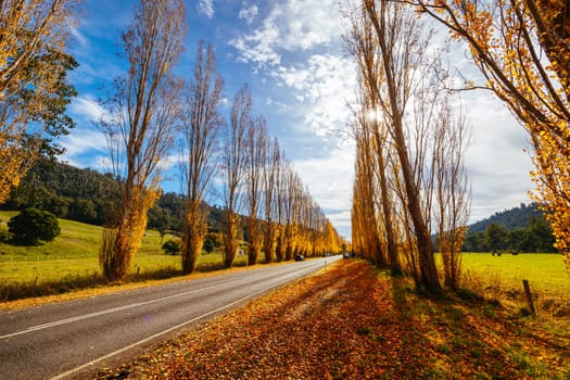 The iconic Gould Memorial Drive in autumn colours on the Buxton-Marysville Rd near the country town of Marysville in Victoria, Australia