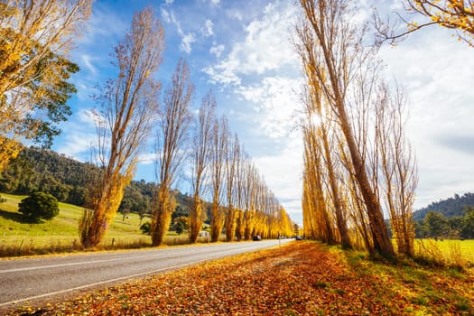 The iconic Gould Memorial Drive in autumn colours on the Buxton-Marysville Rd near the country town of Marysville in Victoria, Australia