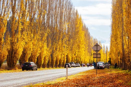 The iconic Gould Memorial Drive in autumn colours on the Buxton-Marysville Rd near the country town of Marysville in Victoria, Australia