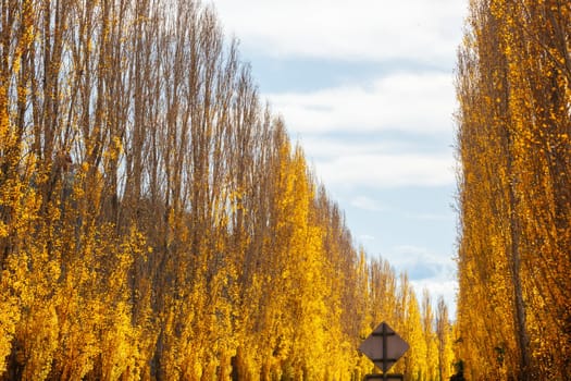 The iconic Gould Memorial Drive in autumn colours on the Buxton-Marysville Rd near the country town of Marysville in Victoria, Australia
