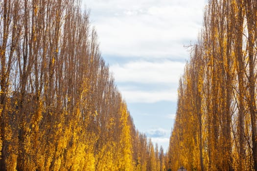 The iconic Gould Memorial Drive in autumn colours on the Buxton-Marysville Rd near the country town of Marysville in Victoria, Australia