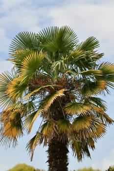 Palm tree against the blue sky