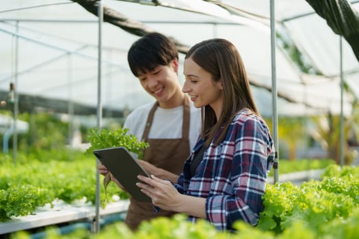 Woman Farmer harvesting vegetable and audit quality from hydroponics farm. Organic fresh vegetable, Farmer working with hydroponic vegetables garden harvesting, small business concepts