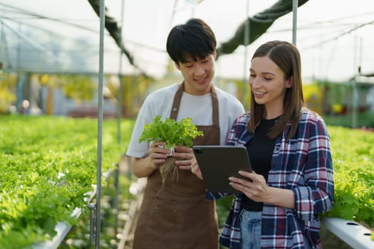 Woman Farmer harvesting vegetable and audit quality from hydroponics farm. Organic fresh vegetable, Farmer working with hydroponic vegetables garden harvesting, small business concepts