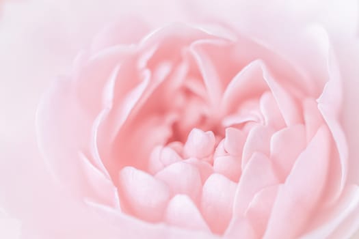 Pale pink rose flower isolated on white background. Soft focus. Macro flowers backdrop for holiday brand design