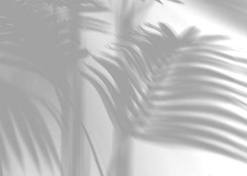 Shadow from palm leaves, overlay effect. Realistic gray shadow on white background. Applicable for product presentation, photos, backdrop. Sun light. 3D render