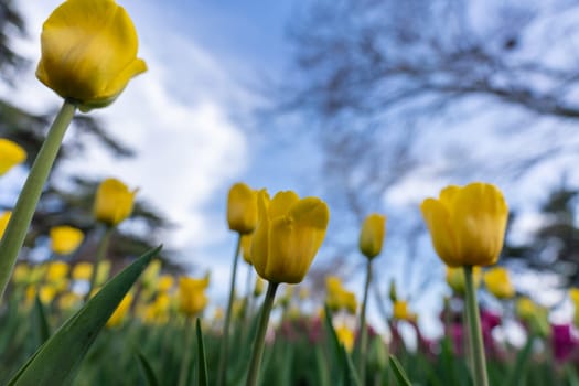 Tulips in a flower bed, yellow flowers against the sky and trees, spring flowers