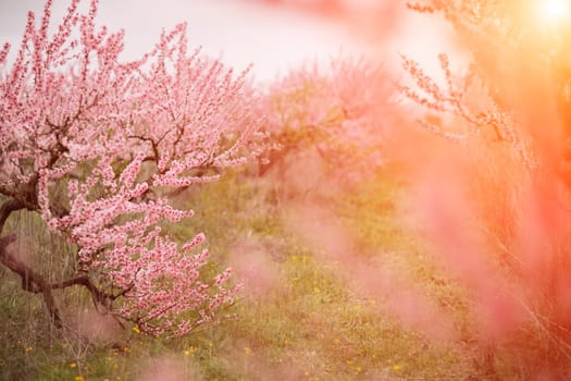 A peach blooms in the spring garden. Beautiful bright pale pink background. A flowering tree branch in selective focus. A dreamy romantic image of spring. Atmospheric natural background.