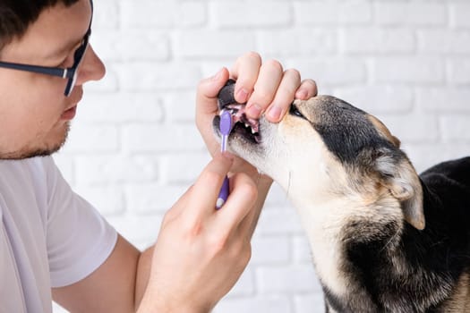 Pet care. Owner brushing teeth of cute mixed breed dog at home