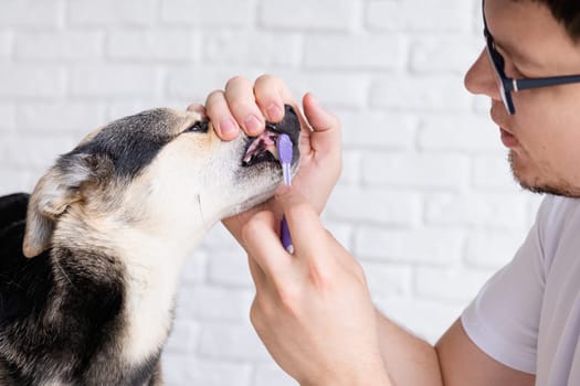 Pet care. Owner brushing teeth of cute mixed breed dog at home