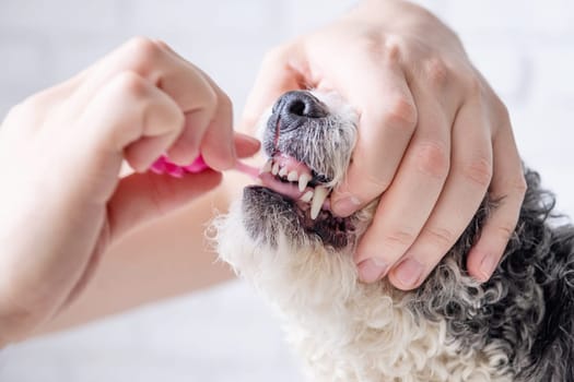 Pet care. Owner brushing teeth of cute mixed breed dog at home