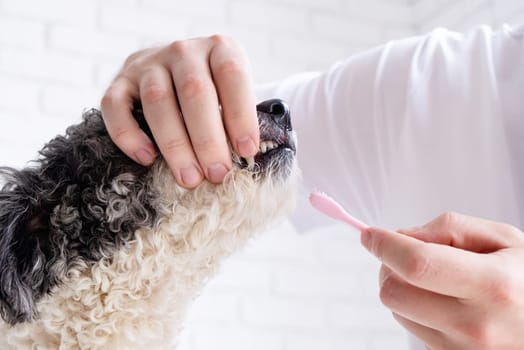 Pet care. Owner brushing teeth of cute mixed breed dog at home