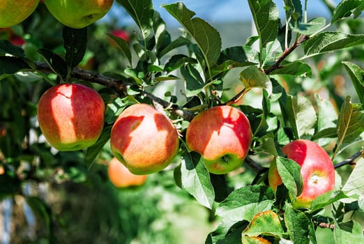 Magical Italy Food Pictures