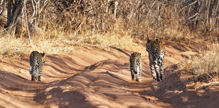 Creative Chobe ,Botswana wildlife  Pictures