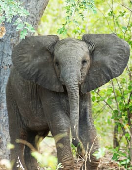Beautiful Chobe ,Botswana wildlife  Pictures
