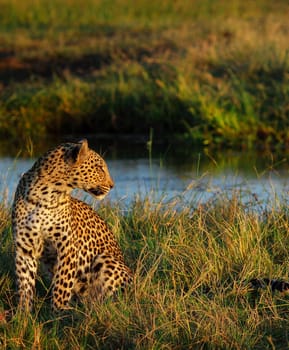 Beautiful Chobe ,Botswana wildlife  Pictures