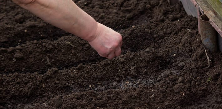 close-up of a farmer's hand sowing cabbage. Selective focus