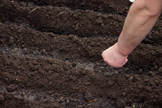 close-up of a farmer's hand sowing cabbage. Selective focus